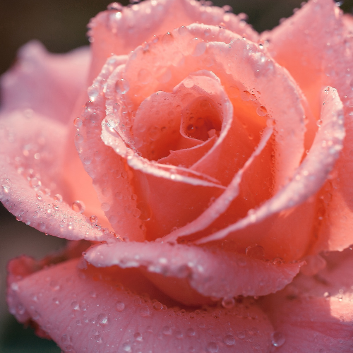 Dew Drops Mist
